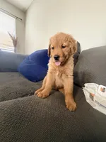 Baby Ninna, a female Golden Retriever for sale in Yuma, AZ – Photo 1 of 7