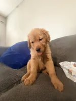 Baby Ninna, a female Golden Retriever for sale in Yuma, AZ – Photo 4 of 7