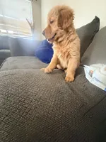 Baby Ninna, a female Golden Retriever for sale in Yuma, AZ – Photo 5 of 7