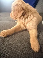 Baby Ninna, a female Golden Retriever for sale in Yuma, AZ – Photo 3 of 7