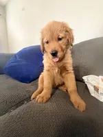 Baby Ninna, a female Golden Retriever for sale in Yuma, AZ – Photo 6 of 7