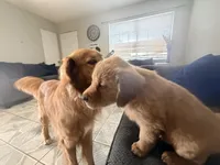 Baby Ninna, a female Golden Retriever for sale in Yuma, AZ – Photo 2 of 7