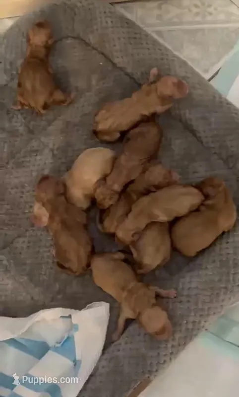 Robin & Baileys Puppies – Golden Retriever puppy on hold in Yuma, AZ