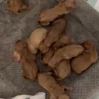Robin & Baileys Puppies, a female Golden Retriever for sale in San Diego, CA – 1 of 1