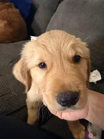 Baby 2 , a female Golden Retriever for sale in Yuma, AZ – Photo 4 of 5