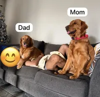 Baby 2 , a female Golden Retriever for sale in Yuma, AZ – Photo 5 of 5