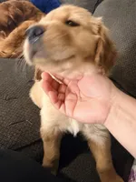 Baby 2 , a female Golden Retriever for sale in Yuma, AZ – Photo 3 of 5