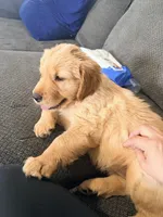 Baby 2 , a female Golden Retriever for sale in Yuma, AZ – Photo 1 of 5