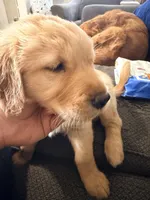 Baby 2 , a female Golden Retriever for sale in Yuma, AZ – Photo 2 of 5