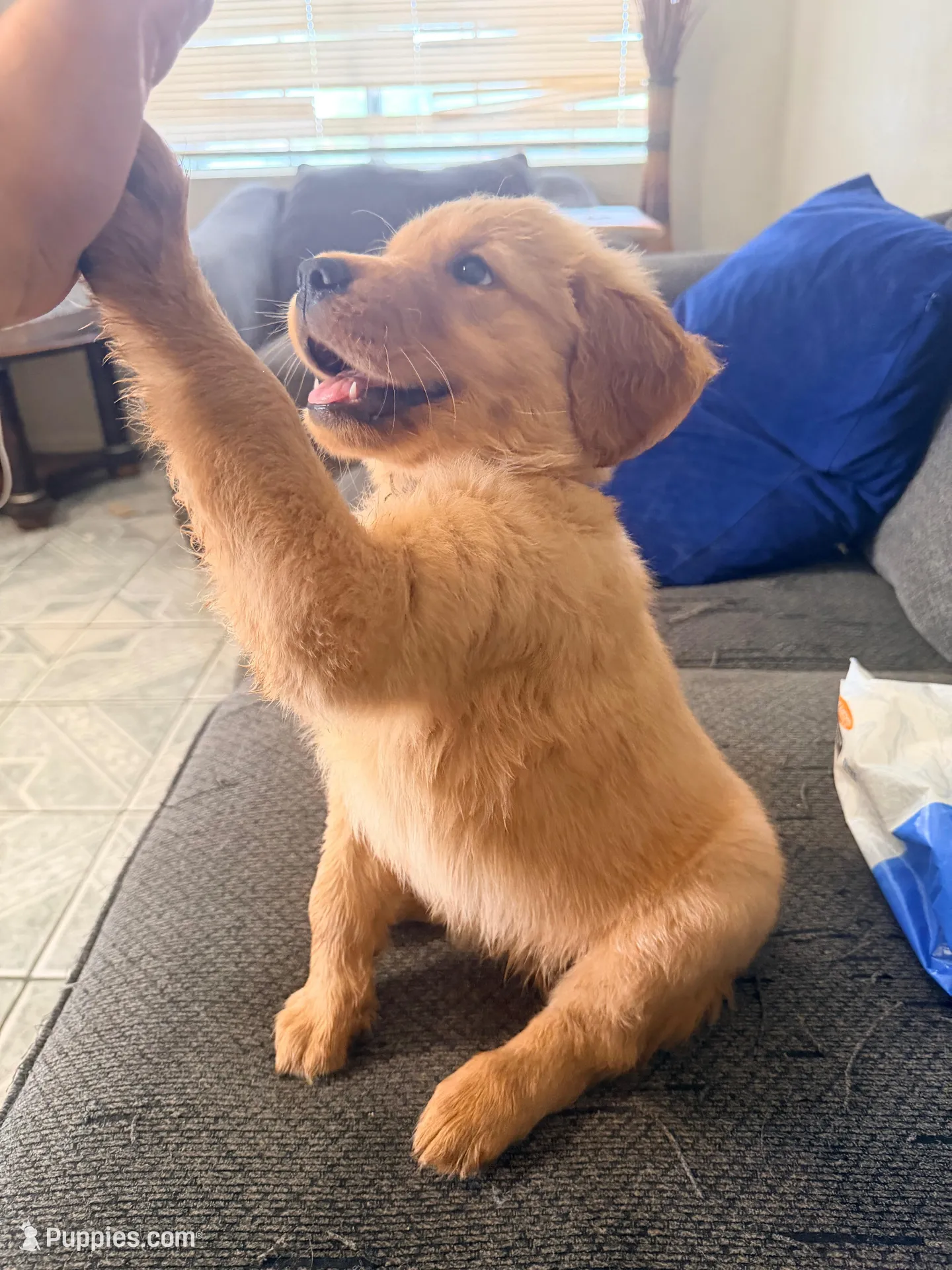 Baby Campeón , a male Golden Retriever for sale in Yuma, AZ – Photo 1 of 7