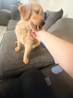 Baby Campeón , a male Golden Retriever for sale in Yuma, AZ – Photo 6 of 7