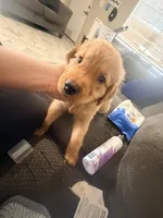 Baby Campeón , a male Golden Retriever for sale in Yuma, AZ – Photo 2 of 7