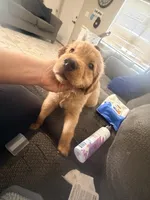 Baby Campeón , a male Golden Retriever for sale in Yuma, AZ – Photo 5 of 7