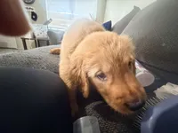 Baby Campeón , a male Golden Retriever for sale in Yuma, AZ – Photo 3 of 7