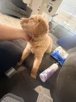 Baby Campeón , a male Golden Retriever for sale in Yuma, AZ – Photo 4 of 7