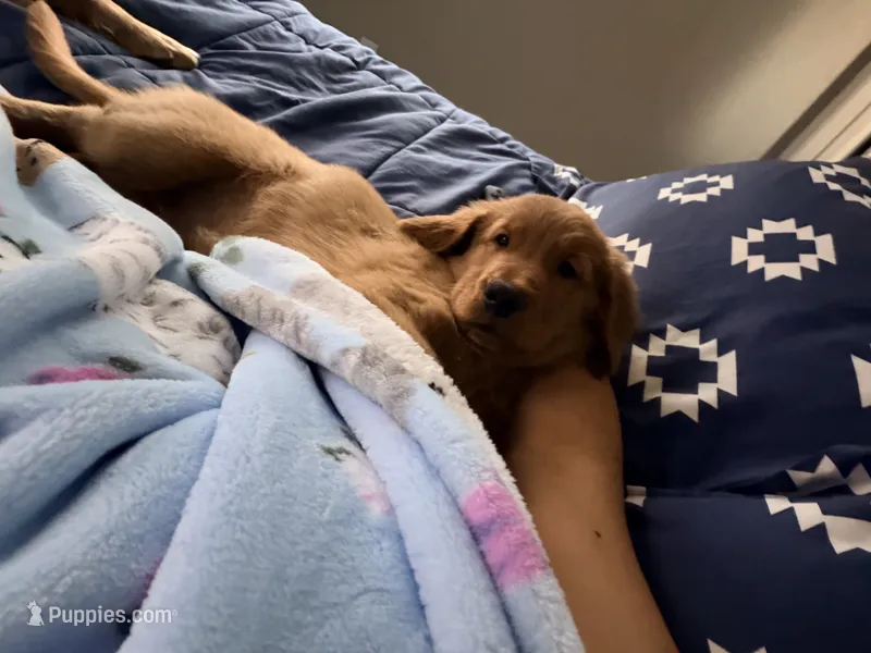 Baby Rose  – Golden Retriever puppy for sale in San Diego, CA