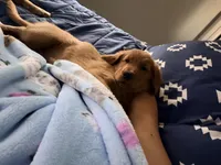 Baby Rose , a female Golden Retriever for sale in San Diego, CA – 1 of 4