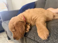 Baby Pink , a female Golden Retriever for sale in Yuma, AZ – Photo 2 of 5