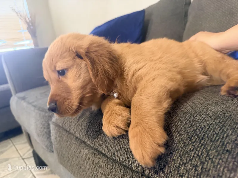 Baby Pink  – Golden Retriever puppy for sale in Yuma, AZ