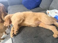 Baby Pink , a female Golden Retriever for sale in Yuma, AZ – Photo 4 of 5