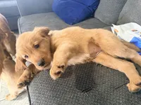 Baby Pink , a female Golden Retriever for sale in Yuma, AZ – Photo 3 of 5