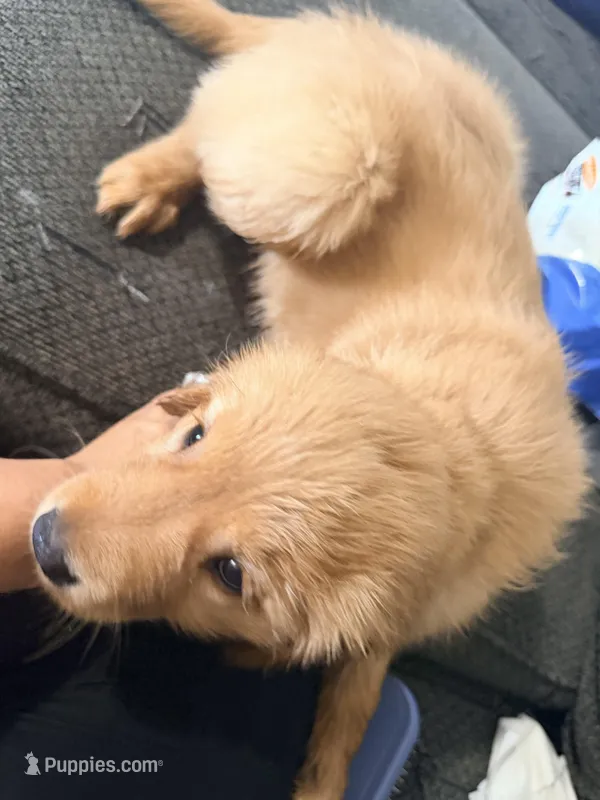 Baby 3 – Golden Retriever puppy for sale in Yuma, AZ
