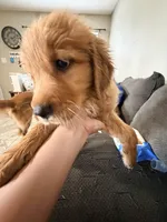 Baby 3, a female Golden Retriever for sale in Yuma, AZ – Photo 4 of 8