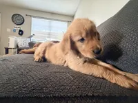 Baby 3, a female Golden Retriever for sale in Yuma, AZ – Photo 6 of 8