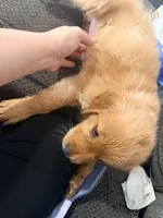 Baby 3, a female Golden Retriever for sale in Yuma, AZ – Photo 3 of 8