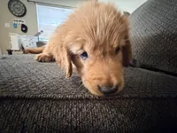 Baby 3, a female Golden Retriever for sale in Yuma, AZ – Photo 7 of 8