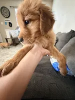 Baby 3, a female Golden Retriever for sale in Yuma, AZ – Photo 5 of 8