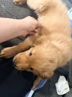 Baby 3, a female Golden Retriever for sale in Yuma, AZ – Photo 2 of 8