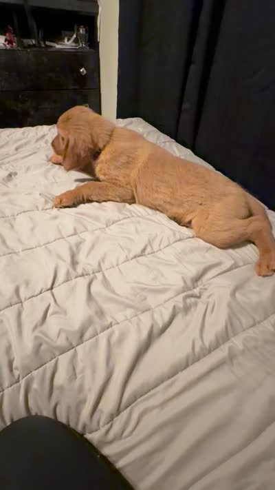 Baby Rose , a female Golden Retriever for sale in San Diego, CA – 3 of 3