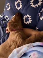 Baby Rose , a female Golden Retriever for sale in San Diego, CA – 2 of 4