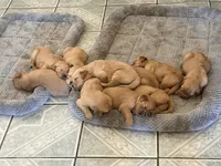 Candy , a female Golden Retriever for sale in Yuma, AZ – Photo 3 of 4