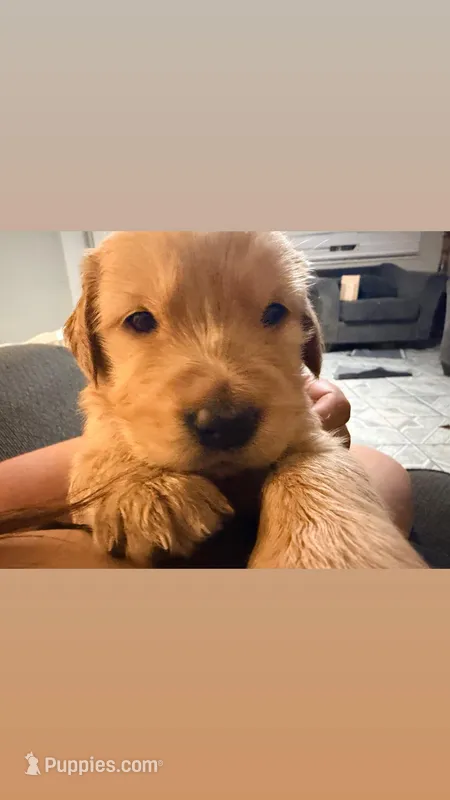 Candy  – Golden Retriever puppy for sale in Yuma, AZ