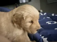 Candy , a female Golden Retriever for sale in Yuma, AZ – Photo 4 of 4