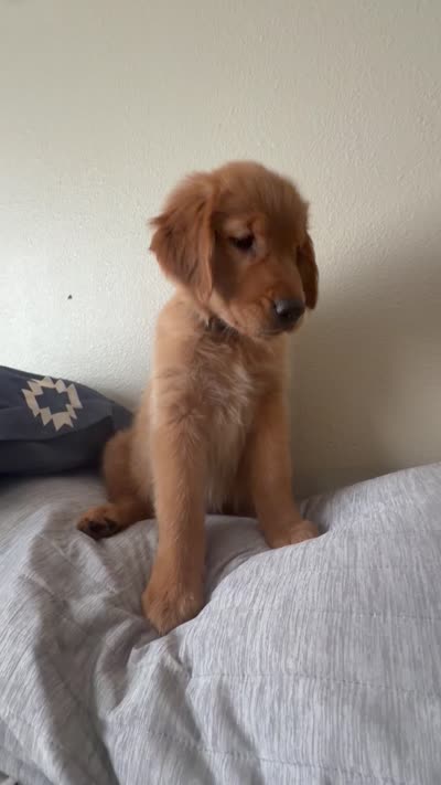 Baby Rose , a female Golden Retriever for sale in San Diego, CA – 2 of 3