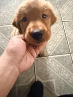 Baby Ninna Upgrade, a female Golden Retriever for sale in Yuma, AZ – 3 of 10