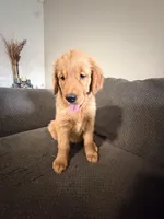 Baby Ninna Upgrade, a female Golden Retriever for sale in Yuma, AZ – 8 of 10