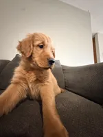 Baby Ninna Upgrade, a female Golden Retriever for sale in Yuma, AZ – 5 of 10