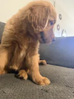 Baby Ninna Upgrade, a female Golden Retriever for sale in Yuma, AZ – 4 of 10