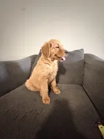 Baby Ninna Upgrade, a female Golden Retriever for sale in Yuma, AZ – 2 of 10