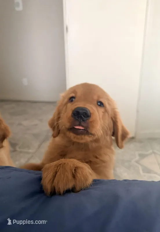 Baby Ninna Upgrade – Golden Retriever puppy for sale in Yuma, AZ