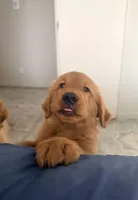 Baby Ninna Upgrade, a female Golden Retriever for sale in Yuma, AZ – 1 of 10