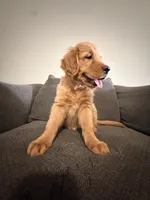 Baby Ninna Upgrade, a female Golden Retriever for sale in Yuma, AZ – 7 of 10