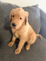 Baby Ninna Upgrade, a female Golden Retriever for sale in Yuma, AZ – 6 of 10