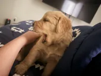 Campeón , a male Golden Retriever for sale in Yuma, AZ – Photo 2 of 2
