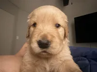 Campeón , a male Golden Retriever for sale in Yuma, AZ – Photo 1 of 2