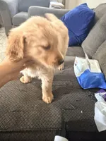 Baby 4, a female Golden Retriever for sale in Yuma, AZ – Photo 2 of 5